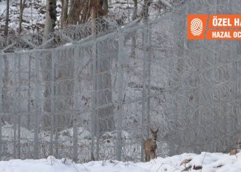 Jiletli teller Istrancalar’ı ikiye böldü, yaban hayatı tehlikede