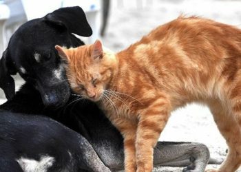 HAYTAP’tan hayvan yönetmeliğine tepki: Tek başına yeterli değil