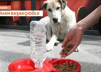 Sokak hayvanlarını besleyen kadına ‘soğan’ ile saldıran komşuya ceza